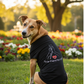 Pet T-Shirt - DY Exclusive